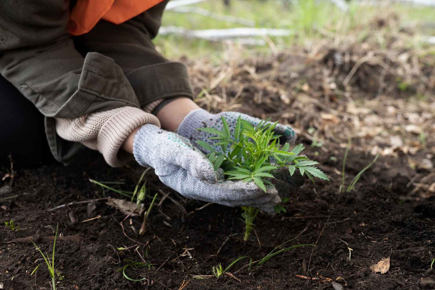 Best Arborist Services Near Me  in Stanton, TX